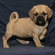 Whatsapp me +96878738119 for Puggle for sale 0