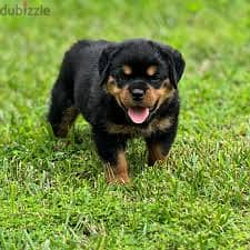 Whatsapp me +96878738119 Rottweiler for sale 0