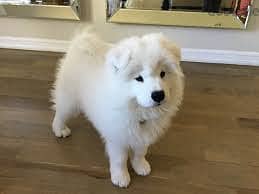 Whatsapp me +96878738119 Samoyed dog for sale 0