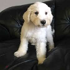 Whatsapp me Schnoodle for sale 0