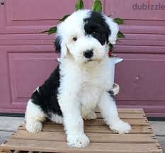 Whatsapp me +96878738119 Sheepadoodle for sale