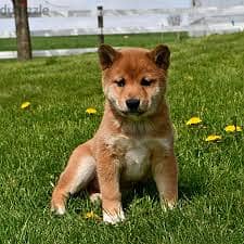 Whatsapp me +96878738119 Shiba Inu for sale 0