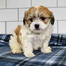 Whatsapp me +96878738119 Shichon for sale 0