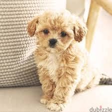 Whatsapp me +96878738119 Shihpoo for sale 0