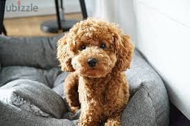 Whatsapp me +96878738119 Toy poodle for sale 0