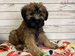 Whatsapp me +96878738119 Wheaten terrier for sale 0