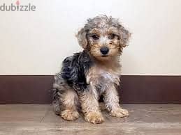 Whatsapp me +96878738119 Yorkiepoo for sale 0