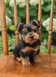 Whatsapp me +96878738119 Yorkshire Terrier for sale 0