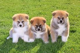 Whatsapp me +96878738119 Akita for sale 0