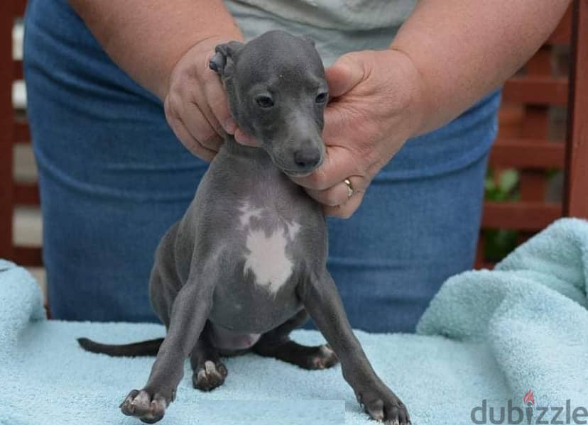 Whatsapp Me +966588993320 Italian Greyhound Puppies 0