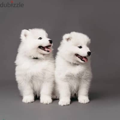 Whatsapp Me +972555074990 Samoyed Puppies