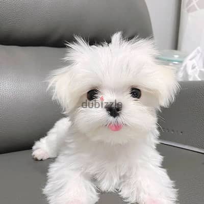 Maltese puppies// Whatsapp +97455937699