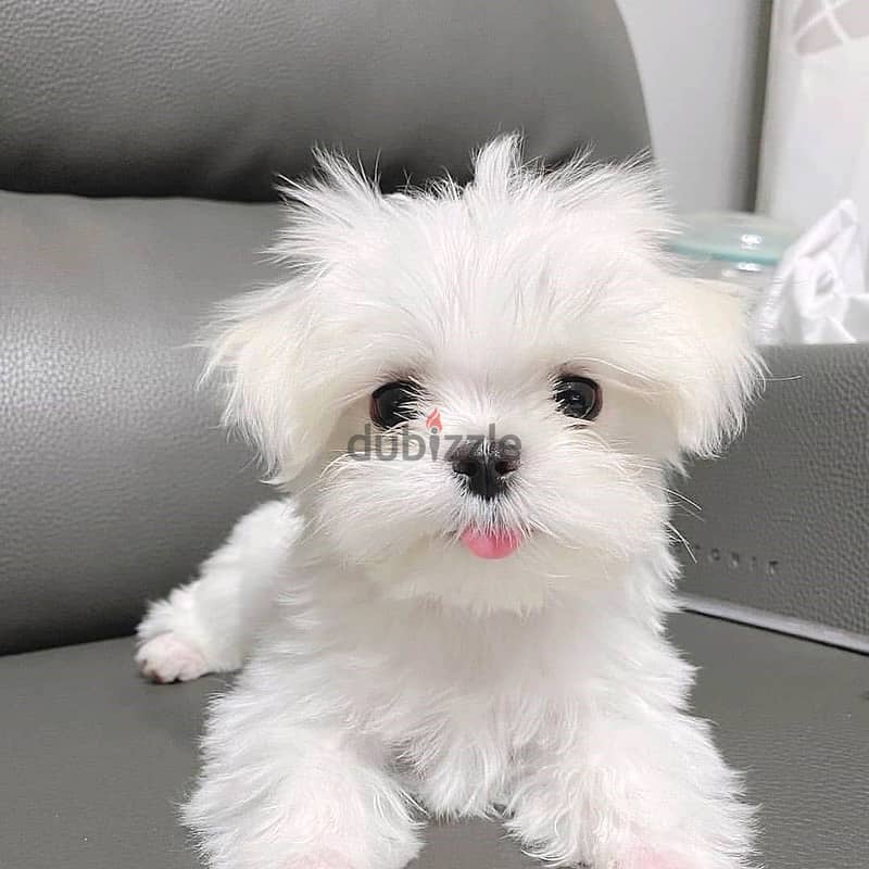 Maltese puppies// Whatsapp +97455937699 0