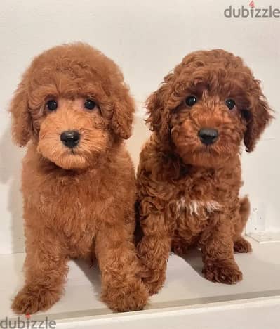 Poodle puppies// Whatsapp +97455937699