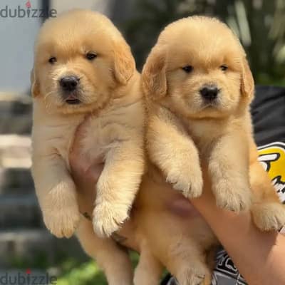 Golden Retriever// WhatsApp +971552543679