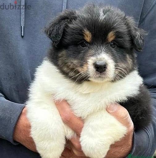 Whatsapp Me +966588993320 Australian Shepherd Puppies 1