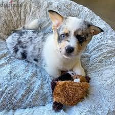 Whatsapp me +96878738119 American Corgi for sale