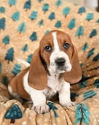 Whatsapp me +96878738119 Basset Hound forr sale 0