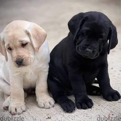 Labrador puppies// Whatsapp +97455792932