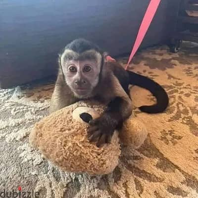 Capuchin Monkeys// WhatsApp +97455792932