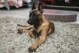 Whatsapp me +96878738119 Belgian Malinois for sale 0