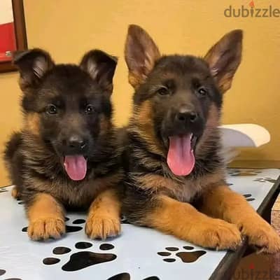 German Shepherd// WhatsApp +97455792932