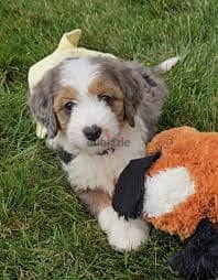 Whatsapp me +96878738119 Bernedoodle for sale 0