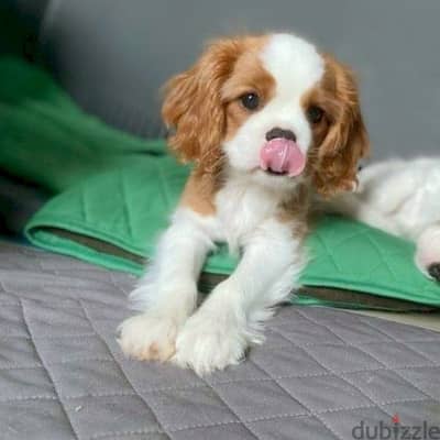 Cavalier King Charles Spaniel puppies