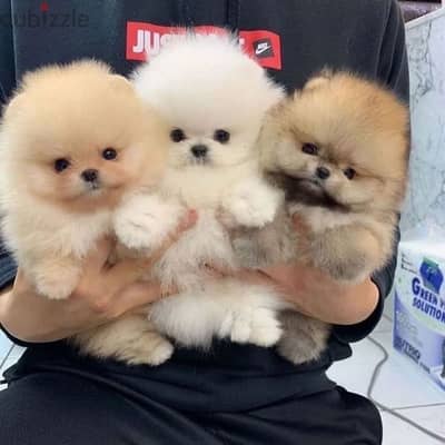 Pome_ranian Puppies