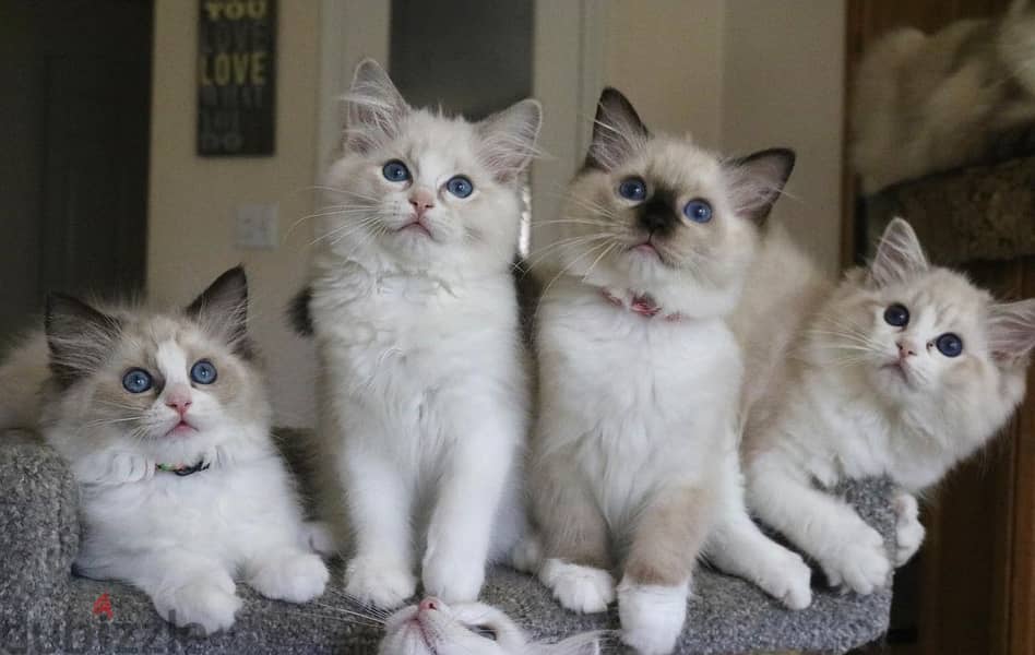 Whatsapp Me +966588993320 Ragdoll Cats 1