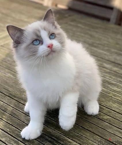 Whatsapp Me +966588993320 Ragdoll Cats 0