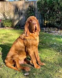 Whatsapp me +96878738119 Bloodhound for sale 0