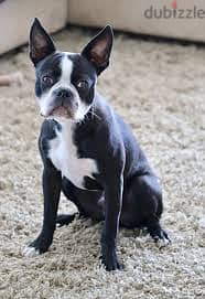 Whatsapp me +96878738119 Boston Terrier for sale 0