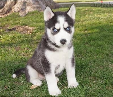 Whatsapp Me +966588993320 Siberian Husky Puppies