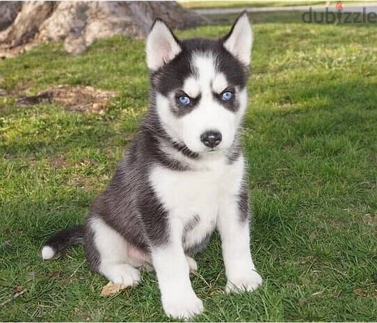 Whatsapp Me +966588993320 Siberian Husky Puppies 0