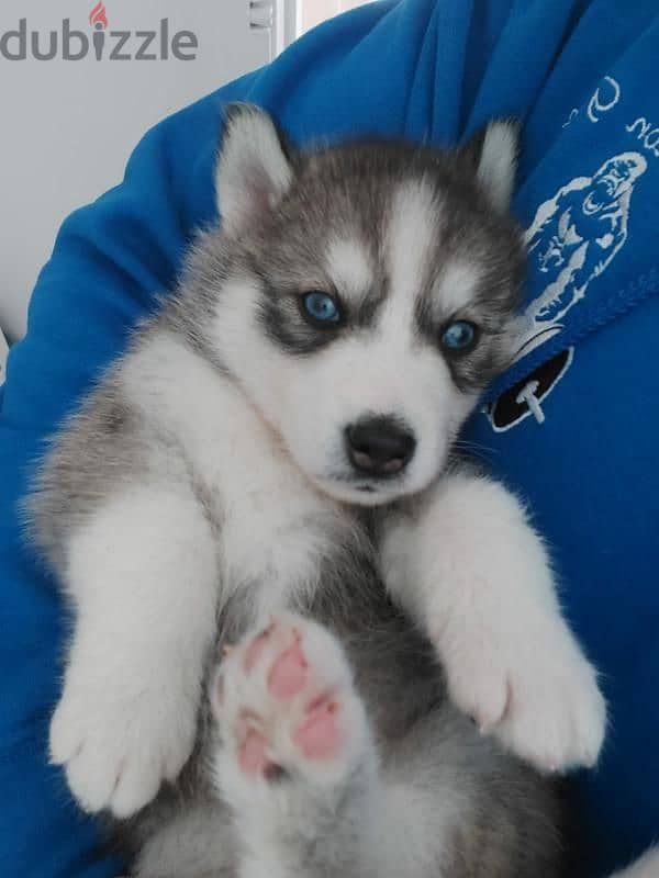 Whatsapp Me +966588993320 Siberian Husky Puppies 1