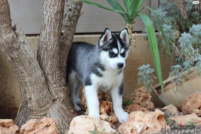 Whatsapp Me +966588993320 Siberian Husky Puppies 0