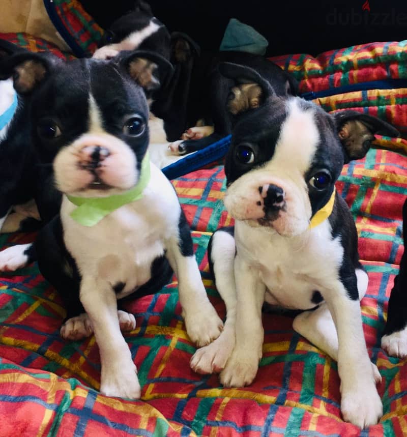 Whatsapp Me +972555074990 Boston Terrier 1