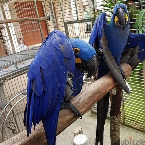 Whatsapp Me +966583921348 Hyacinth Macaw Birds 0