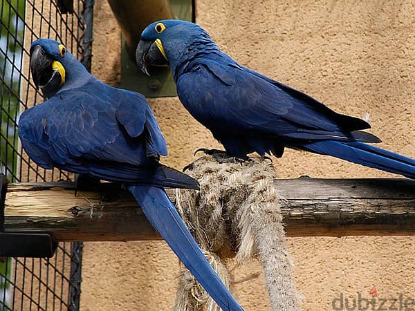 Whatsapp Me +966583921348 Hyacinth Macaw Birds 1