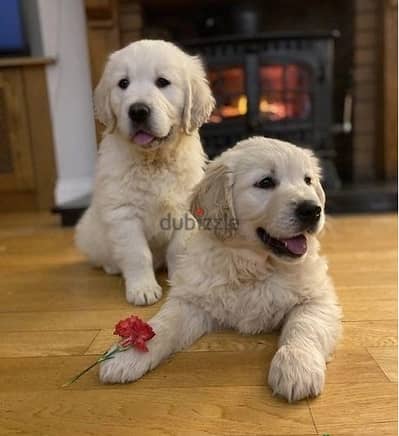 Whatsapp Me +972555074990 Golden Retriever Puppies