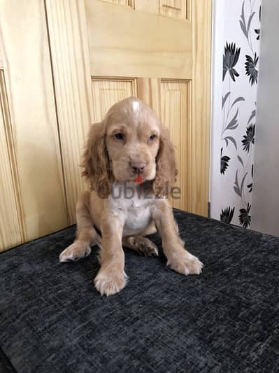 Whatsapp Me +966588993320 Cocker Spaniel Puppies