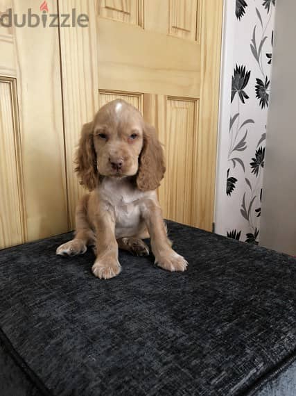 Whatsapp Me +966588993320 Cocker Spaniel Puppies 1