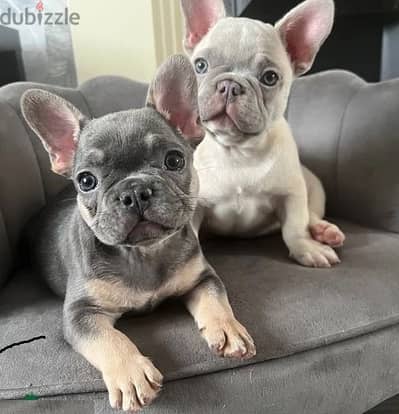 Whatsapp Me +972555074990 French Bulldog Puppies