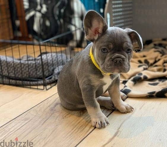 Whatsapp Me +972555074990 French Bulldog Puppies 1