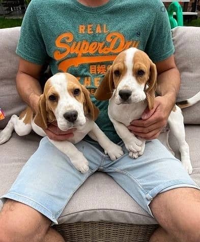 Whatsapp Me +966583921348 Beagle Puppies