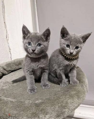 Whatsapp Me +966588993320 Russian Blue Cats 0