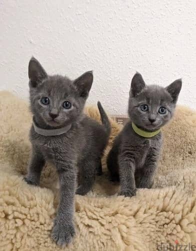 Whatsapp Me +966588993320 Russian Blue Cats 1