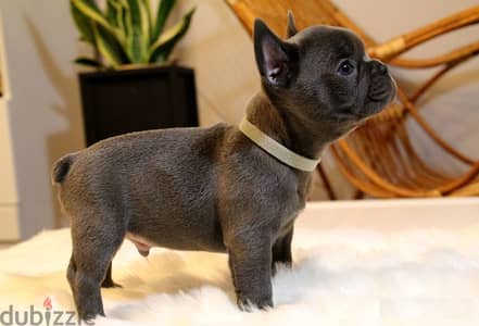 French Bulldog Puppies