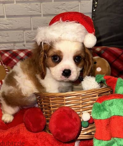 Cavalier King Charles Spaniel puppies